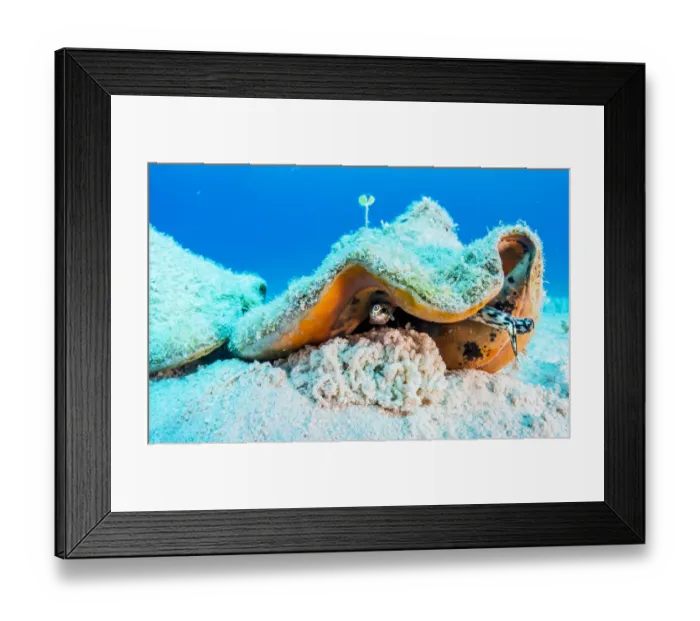Framed Print : Queen conch (Lobatus gigas) laying eggs in the Exuma Cays Land and Sea Park, Exuma, Bahamas Framed Print : Queen conch (Lobatus gigas) laying eggs in the Exuma Cays Land and Sea Park, Exuma, Bahamas