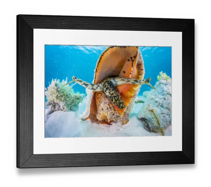Framed Print : A small aggreggation of queen conch (Lobatus gigas) off Cat Island, Bahamas Framed Print : A small aggreggation of queen conch (Lobatus gigas) off Cat Island, Bahamas