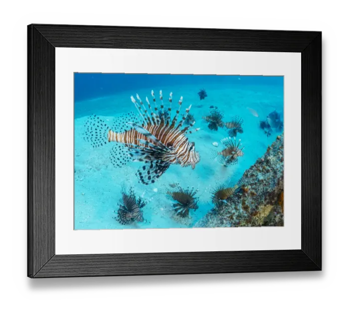 Framed Print : Invasive Lionfish (Pterois volitans) which have taken over and are wiping out native Framed Print : Invasive Lionfish (Pterois volitans) which have taken over and are wiping out native