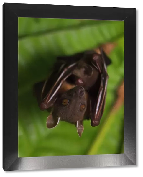 Short-nosed fruit-bat (Cynopterus brachyotis) roosting, Ko Chang Island, Thailand