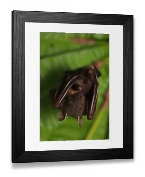 Framed Print : Short-nosed fruit-bat (Cynopterus brachyotis) roosting, Ko Chang Island, Thailand Framed Print : Short-nosed fruit-bat (Cynopterus brachyotis) roosting, Ko Chang Island, Thailand