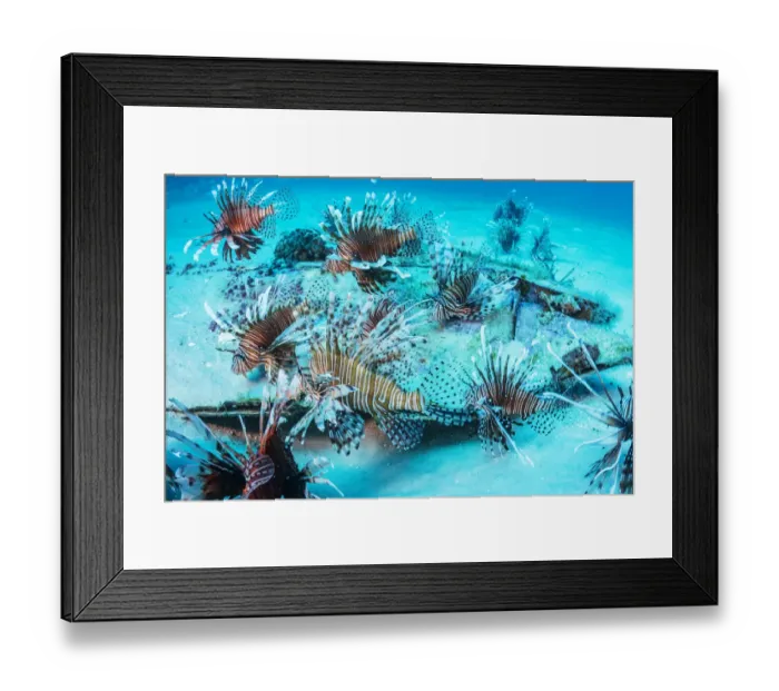 Framed Print : Invasive Lionfish (Pterois volitans) which have taken over and are wiping out native Framed Print : Invasive Lionfish (Pterois volitans) which have taken over and are wiping out native
