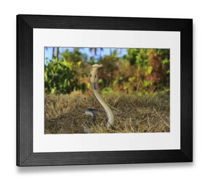 Framed Print : Monocled cobra (Naja kaouthia) on rubber plantation at Phak Lok, Phuket Island, Thailand Framed Print : Monocled cobra (Naja kaouthia) on rubber plantation at Phak Lok, Phuket Island, Thailand
