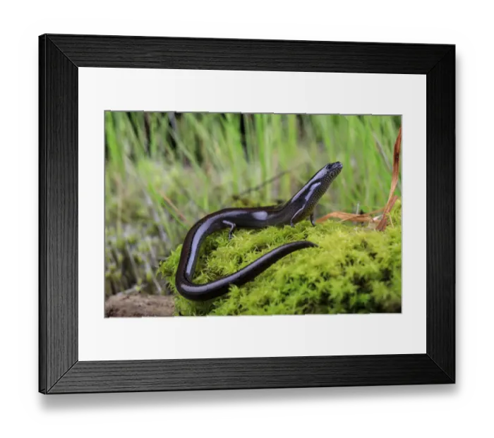 Framed Print : Portrait of an adult Three-toed Earless Skink (Hemiergis talbingoensis) Tallarook Framed Print : Portrait of an adult Three-toed Earless Skink (Hemiergis talbingoensis) Tallarook