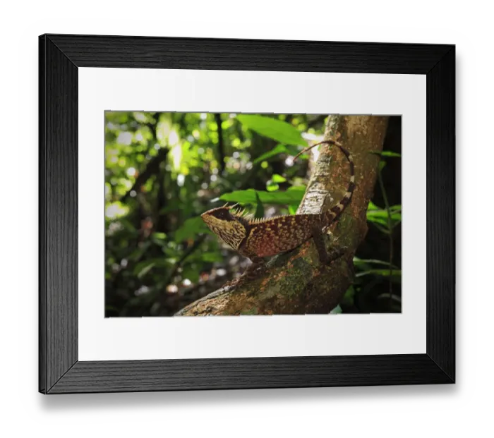 Framed Print : Phuket horned tree lizard (Acanthosaura phuketensis) near Bang Pae Waterfall, Khao Phra Thaew NP Framed Print : Phuket horned tree lizard (Acanthosaura phuketensis) near Bang Pae Waterfall, Khao Phra Thaew NP