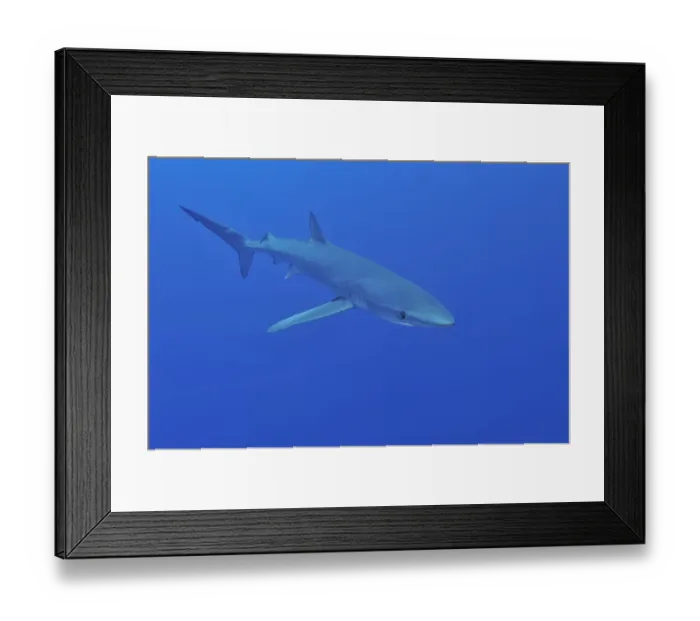Framed Print : Blue shark (Prionace glauca) Azores, Atlantic Ocean Framed Print : Blue shark (Prionace glauca) Azores, Atlantic Ocean