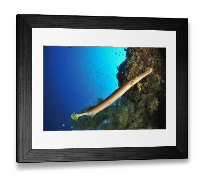 Framed Print : Trumpetfish (Aulostomus chinensis) on the coral drop off, Sulu Sea, Philippines Framed Print : Trumpetfish (Aulostomus chinensis) on the coral drop off, Sulu Sea, Philippines