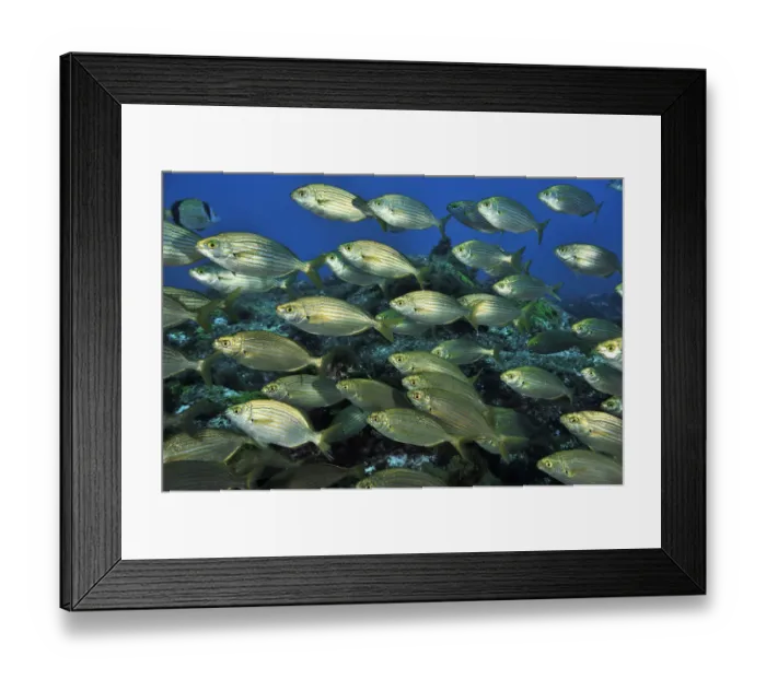 Framed Print : School of Cow breams (Sarpa salpa ) Azores, Atlantic ocean Framed Print : School of Cow breams (Sarpa salpa ) Azores, Atlantic ocean