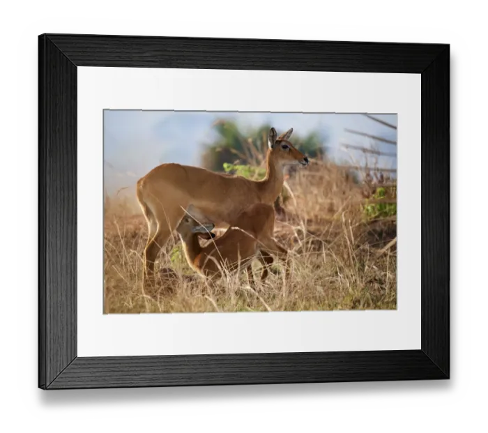 Framed Print : Female Uganda kob (Kobus kob thomasi) suckling calf. Murchisson Falls National Park, Uganda Framed Print : Female Uganda kob (Kobus kob thomasi) suckling calf. Murchisson Falls National Park, Uganda