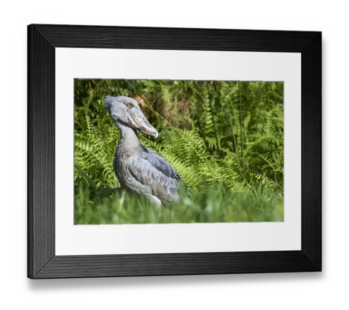 Framed Print : Shoebill stork (Balaeniceps rex) in the swamps of Mabamba, Lake Victoria, Uganda, February Framed Print : Shoebill stork (Balaeniceps rex) in the swamps of Mabamba, Lake Victoria, Uganda, February