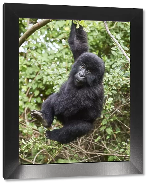 Mountain gorilla (Gorilla beringei) juvenile aged 2 years, hanging from branch, member