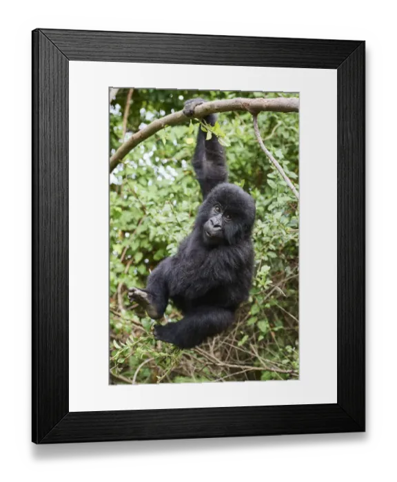 Framed Print : Mountain gorilla (Gorilla beringei) juvenile aged 2 years, hanging from branch, member