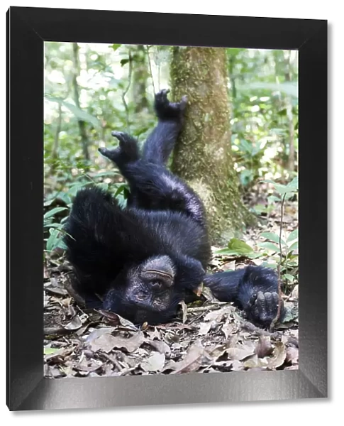 Chimpanzee male (Pan troglodytes schweinfurthii) sleeping on the forest floor with feet up