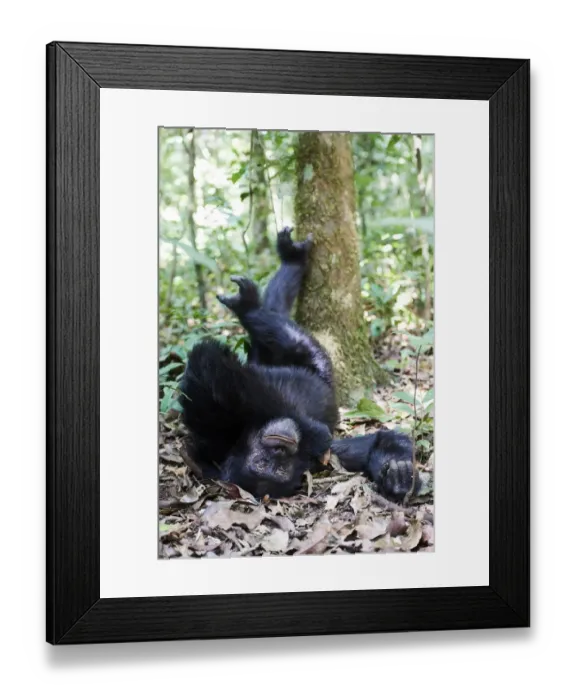 Framed Print : Chimpanzee male (Pan troglodytes schweinfurthii) sleeping on the forest floor with feet up