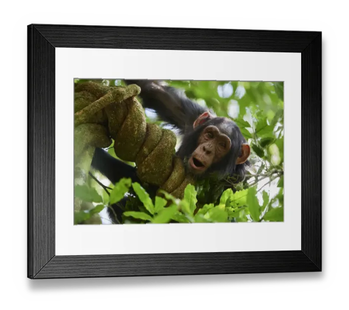 Framed Print : Chimpanzee juvenile (Pan troglodytes schweinfurthii) in a tree. Kibale National Park, Uganda Framed Print : Chimpanzee juvenile (Pan troglodytes schweinfurthii) in a tree. Kibale National Park, Uganda