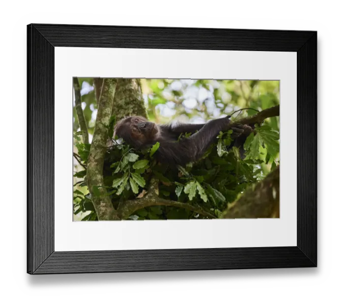 Framed Print : Chimpanzee female (Pan troglodytes schweinfurthii) sleeping in a nest built in a tree Framed Print : Chimpanzee female (Pan troglodytes schweinfurthii) sleeping in a nest built in a tree