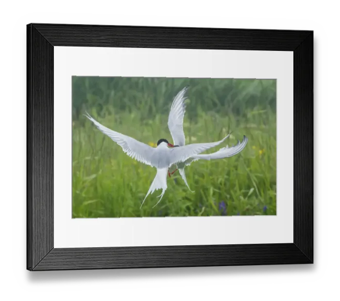 Framed Print : Arctic tern (Sterna paradisaea), two fighting in mid-air Framed Print : Arctic tern (Sterna paradisaea), two fighting in mid-air