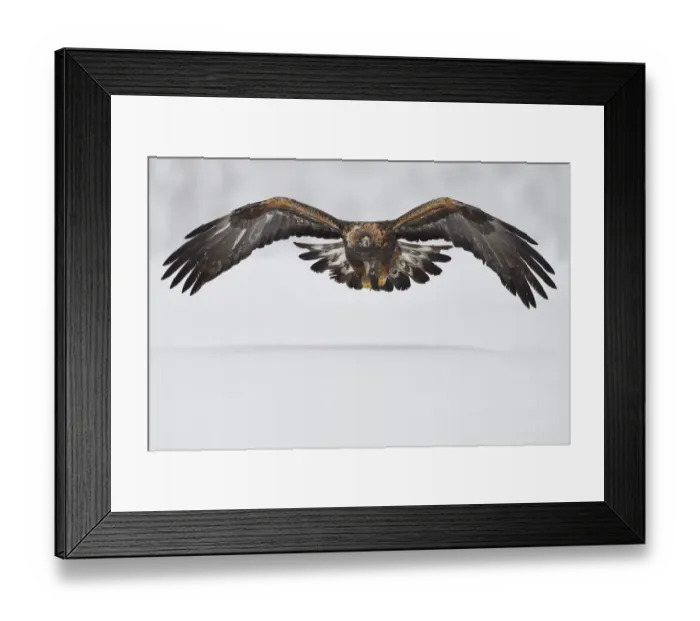 Framed Print : Golden eagle (Aquila chrysaetos) in flight over snow. Kalvtrask, Vasterbotten, Lapland, Sweden