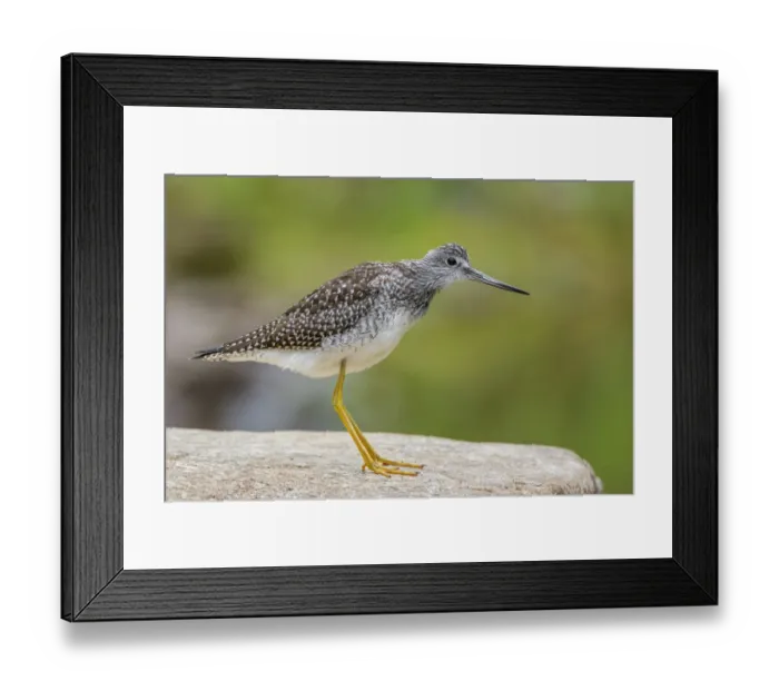 Framed Print : Greater yellowlegs (Tringa melanoleuca) standing on rock. Acadia National Park, Maine, USA Framed Print : Greater yellowlegs (Tringa melanoleuca) standing on rock. Acadia National Park, Maine, USA