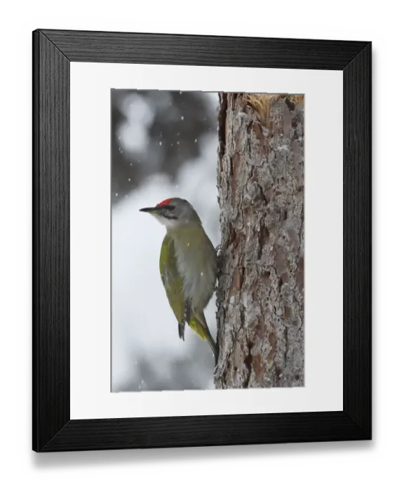 Framed Print : Grey-headed woodpecker (Picus canus) on tree trunk in falling snow. Kalvtrask, Vasterbotten
