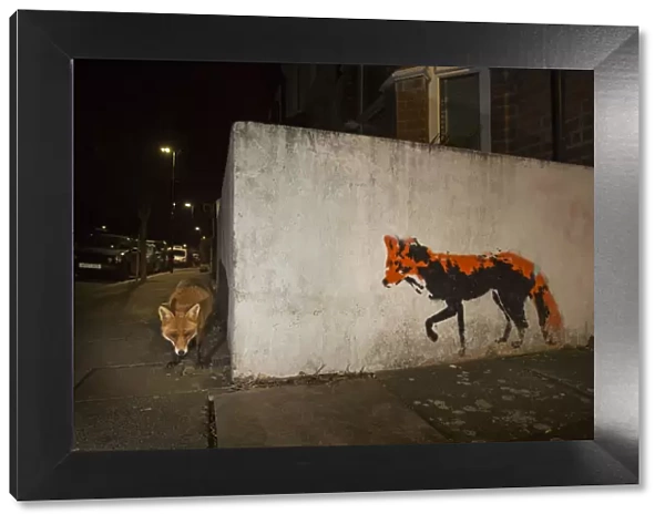 Red Fox (Vulpes Vulpes) next to red fox graffiti art at night. North London, England UK