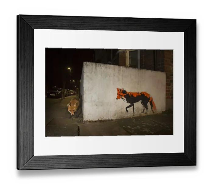 Framed Print : Red Fox (Vulpes Vulpes) next to red fox graffiti art at night. North London, England UK Framed Print : Red Fox (Vulpes Vulpes) next to red fox graffiti art at night. North London, England UK
