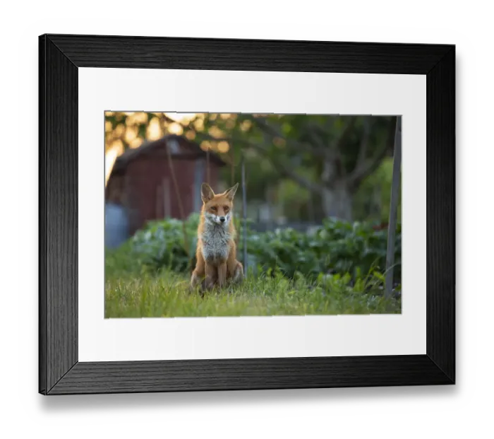 Framed Print : Red Fox (Vulpes Vulpes) in alotment, North London, England UK Framed Print : Red Fox (Vulpes Vulpes) in alotment, North London, England UK