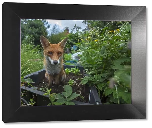 Red Fox (Vulpes Vulpes) in allotment, North London, England UK
