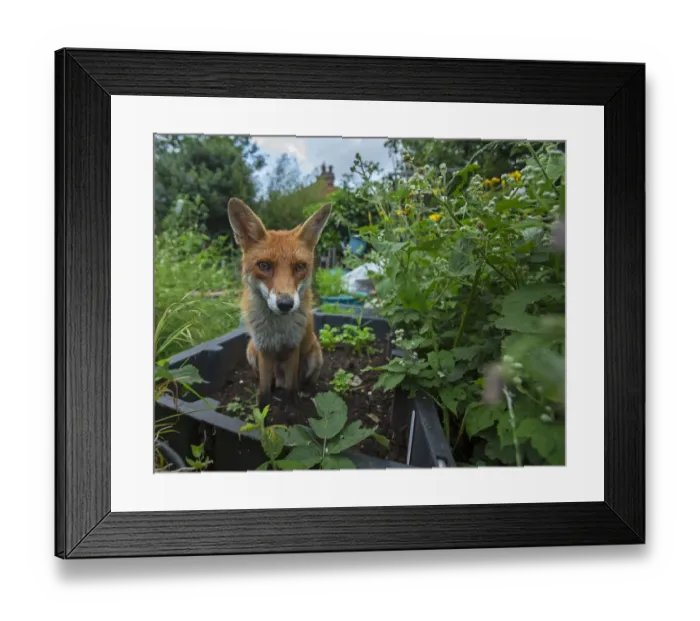 Framed Print : Red Fox (Vulpes Vulpes) in allotment, North London, England UK Framed Print : Red Fox (Vulpes Vulpes) in allotment, North London, England UK