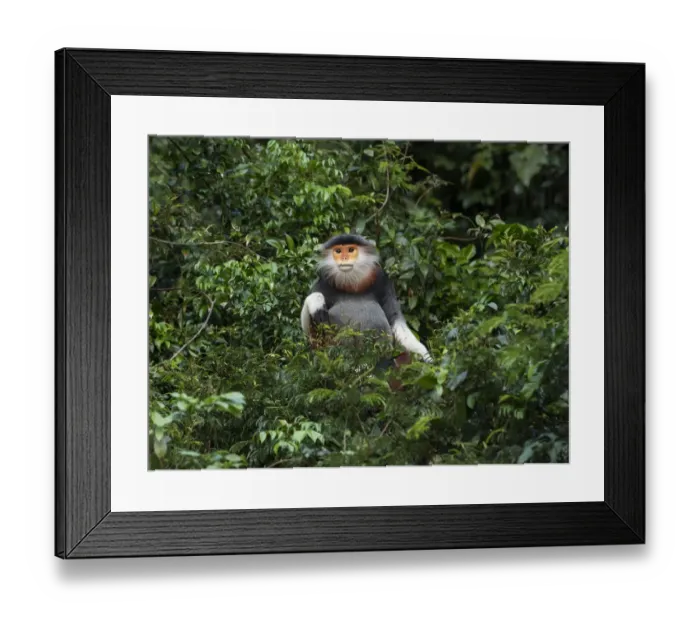 Framed Print : Red shanked douc langur (Pygathrix nemaeus) Son Tra Nature Reserve, Vietnam Framed Print : Red shanked douc langur (Pygathrix nemaeus) Son Tra Nature Reserve, Vietnam