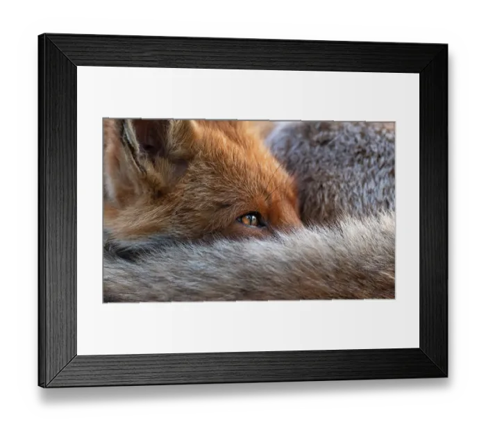 Framed Print : Red fox (Vulpes Vulpes) resting curled up close up, North London, England UK Framed Print : Red fox (Vulpes Vulpes) resting curled up close up, North London, England UK