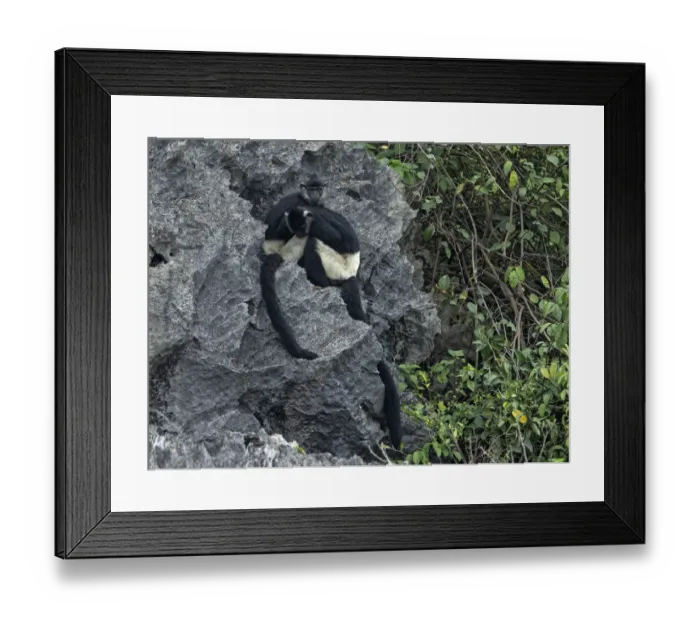 Framed Print : Delacouras langurs (Trachypithecus delacouri) restin, Van Long Nature Reserve, Ninh Binh, Vietnam Framed Print : Delacouras langurs (Trachypithecus delacouri) restin, Van Long Nature Reserve, Ninh Binh, Vietnam