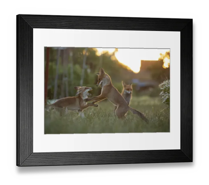 Framed Print : Red Fox (Vulpes Vulpes) cubs play fighting North London, England, UK, June Framed Print : Red Fox (Vulpes Vulpes) cubs play fighting North London, England, UK, June