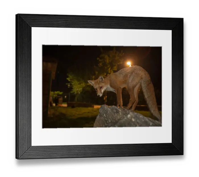 Framed Print : Red Fox (Vulpes Vulpes) at night, North London, England UK Framed Print : Red Fox (Vulpes Vulpes) at night, North London, England UK