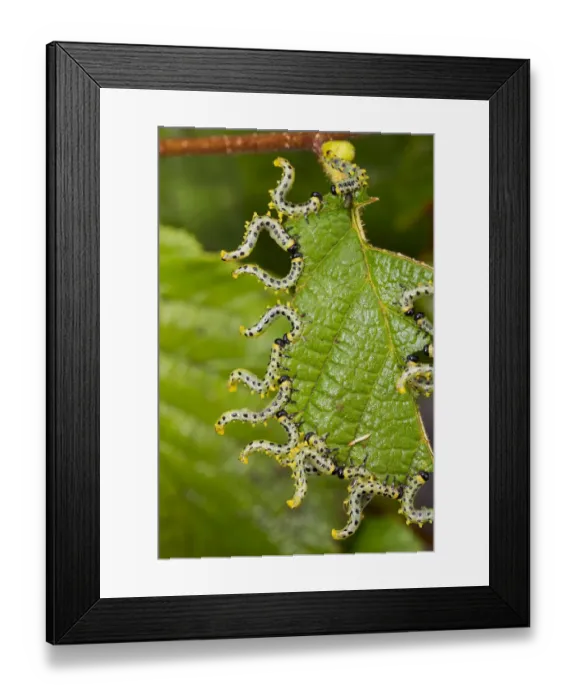 Framed Print : Larvae of Birch sawfly (Craesus septentrionalis) in alarm position, Upper Bavaria, Germany Framed Print : Larvae of Birch sawfly (Craesus septentrionalis) in alarm position, Upper Bavaria, Germany