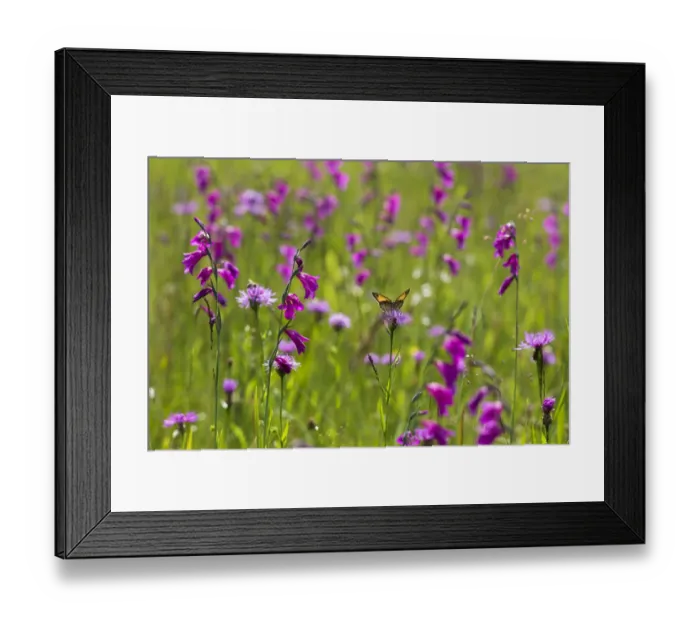 Framed Print : Gladiolus (Gladiolus palustris) flowering with butterfly, Upper Bavaria, Germany Framed Print : Gladiolus (Gladiolus palustris) flowering with butterfly, Upper Bavaria, Germany