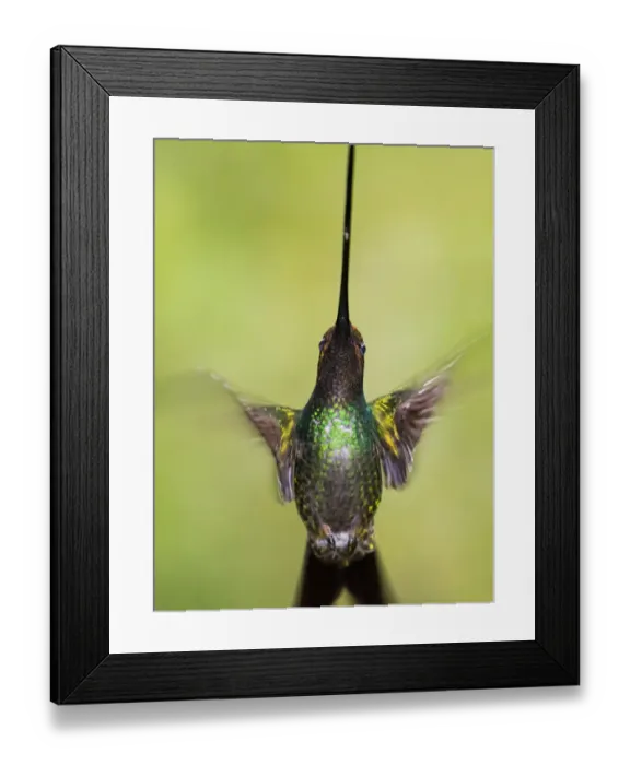 Framed Print : Sword-billed hummingbird (Ensifera ensifera) in flight, North-Ecuador, Ecuador Framed Print : Sword-billed hummingbird (Ensifera ensifera) in flight, North-Ecuador, Ecuador