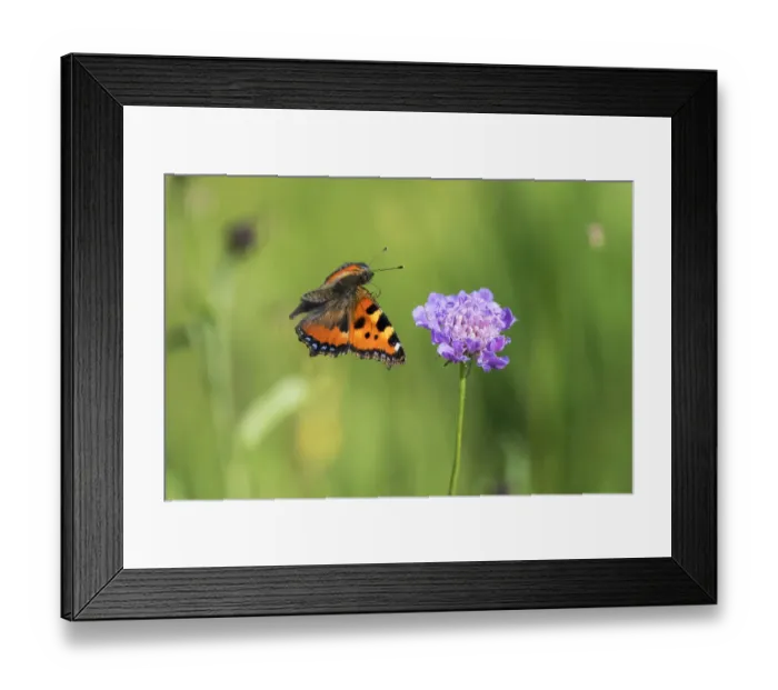 Framed Print : Small Tortoise-shell butterfly (Aglais urtica) in flight, , with flower, Bavaria, Germany Framed Print : Small Tortoise-shell butterfly (Aglais urtica) in flight, , with flower, Bavaria, Germany