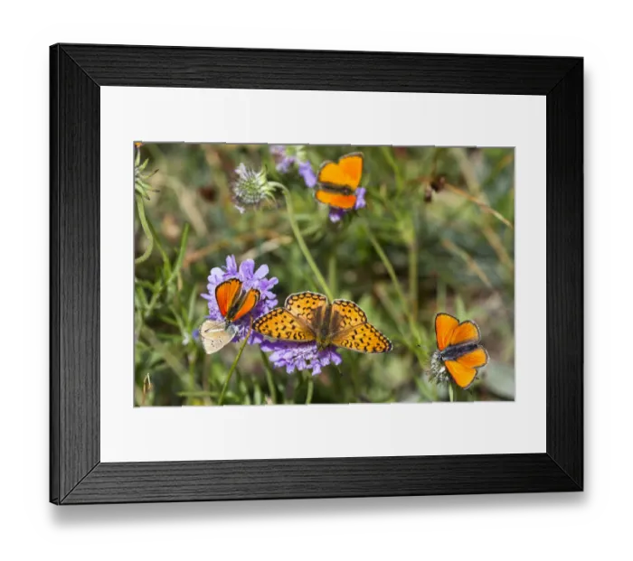 Framed Print : Fritillary butterfly (Argynnis sp) with Scarce copper butterflies (Lycaena virgaureae) Queyras Framed Print : Fritillary butterfly (Argynnis sp) with Scarce copper butterflies (Lycaena virgaureae) Queyras
