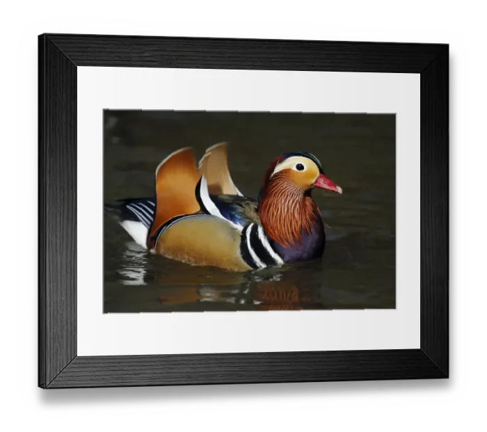 Framed Print : Mandarin duck drake (Aix galericulata) on the water, showing orange sail Framed Print : Mandarin duck drake (Aix galericulata) on the water, showing orange sail