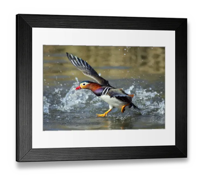 Framed Print : Mandarin duck drake (Aix galericulata) runnng across the water surface. Southwest London Framed Print : Mandarin duck drake (Aix galericulata) runnng across the water surface. Southwest London