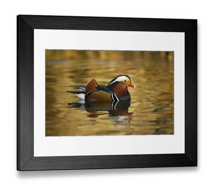 Framed Print : Mandarin duck drake (Aix galericulata) floating on colourful water, Southwest London, UK Framed Print : Mandarin duck drake (Aix galericulata) floating on colourful water, Southwest London, UK