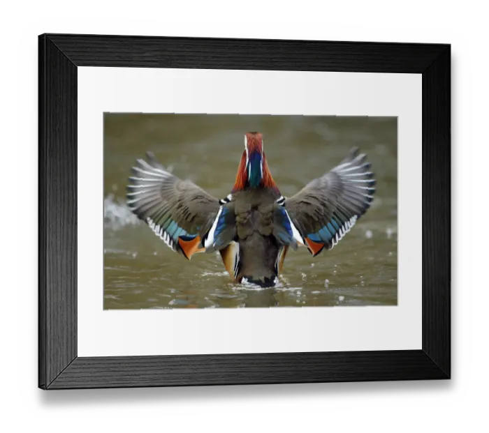 Framed Print : Mandarin duck drake (Aix galericulata) from behind flapping its wings. Southwest London, UK Framed Print : Mandarin duck drake (Aix galericulata) from behind flapping its wings. Southwest London, UK