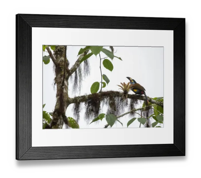 Framed Print : Plate-billed Mountain-Toucan (Andigena laminirostris), Bellavista private reserve Framed Print : Plate-billed Mountain-Toucan (Andigena laminirostris), Bellavista private reserve