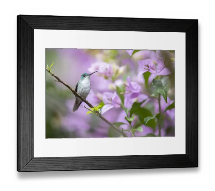 Framed Print : Andean Emerald Hummingbird (Amazilia franciae), Mindo cloud forest area, Ecuador, July Framed Print : Andean Emerald Hummingbird (Amazilia franciae), Mindo cloud forest area, Ecuador, July