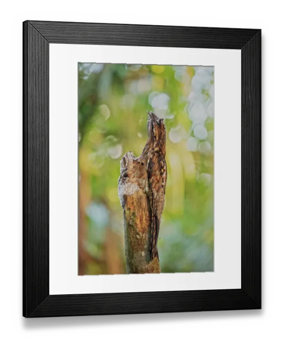 Framed Print : Common Potoo (Nyctibius griseus) camouflaged on tree with a young juvenile opposite it, Mindo cloud forest area, Ecuador, July Framed Print : Common Potoo (Nyctibius griseus) camouflaged on tree with a young juvenile opposite it, Mindo cloud forest area, Ecuador, July