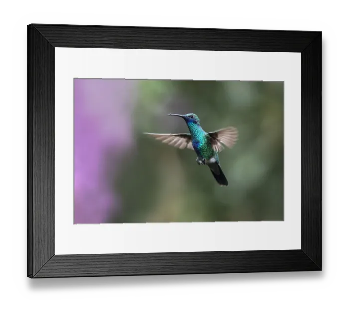 Framed Print : Sparkling Violet-ear (Colibri coruscans) hummingbird in flight, Mindo cloud forest ecosystem Framed Print : Sparkling Violet-ear (Colibri coruscans) hummingbird in flight, Mindo cloud forest ecosystem