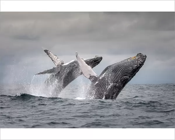 Humpback whale (Megaptera novaeangliae) two breaching at the same time together, Puerto Lopez