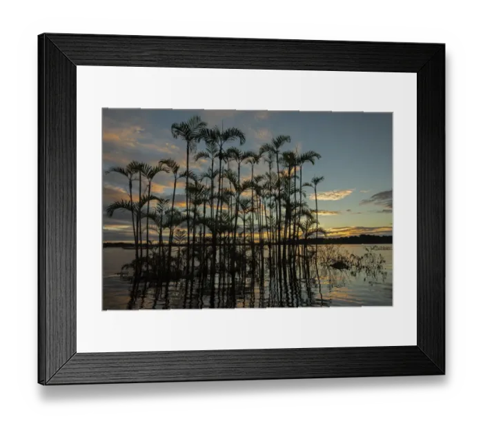 Framed Print : Moriche plam tree (Mauritia flexuosa) at Laguna Grande in an area of flooded forest Framed Print : Moriche plam tree (Mauritia flexuosa) at Laguna Grande in an area of flooded forest
