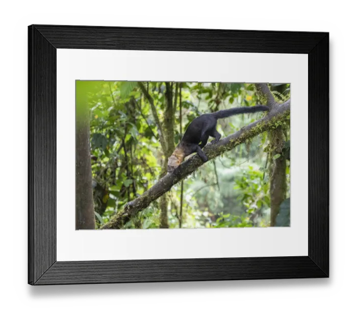Framed Print : Tayra (Eira barbara) climbing in a tree in rainforest habitat with fern covered trees Framed Print : Tayra (Eira barbara) climbing in a tree in rainforest habitat with fern covered trees
